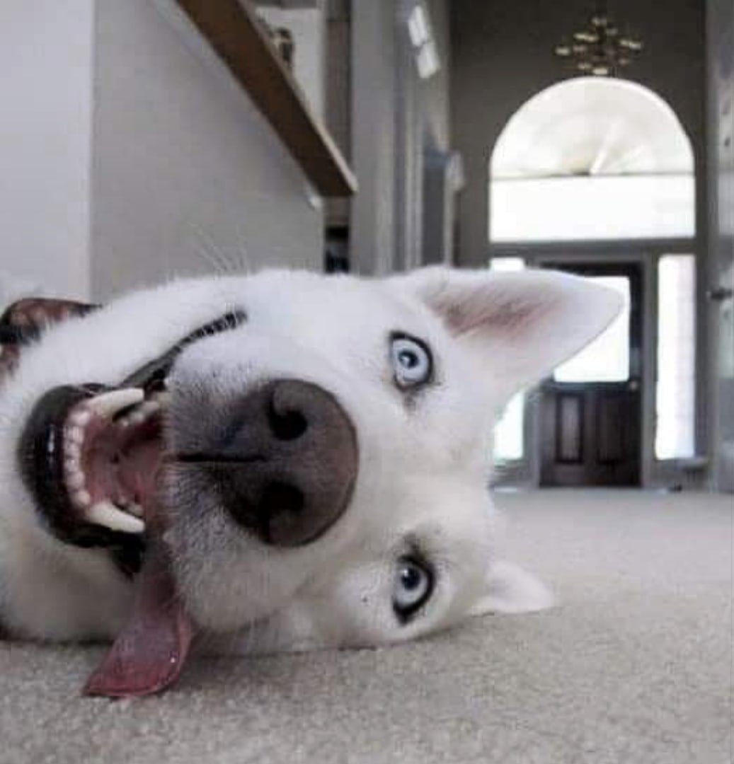 Собака улыбака с языком