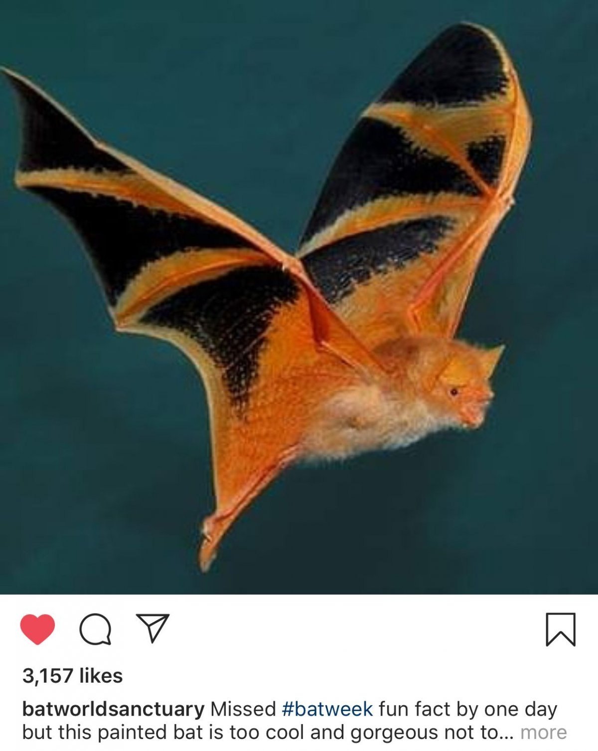 Красный волосатохвост летучая мышь