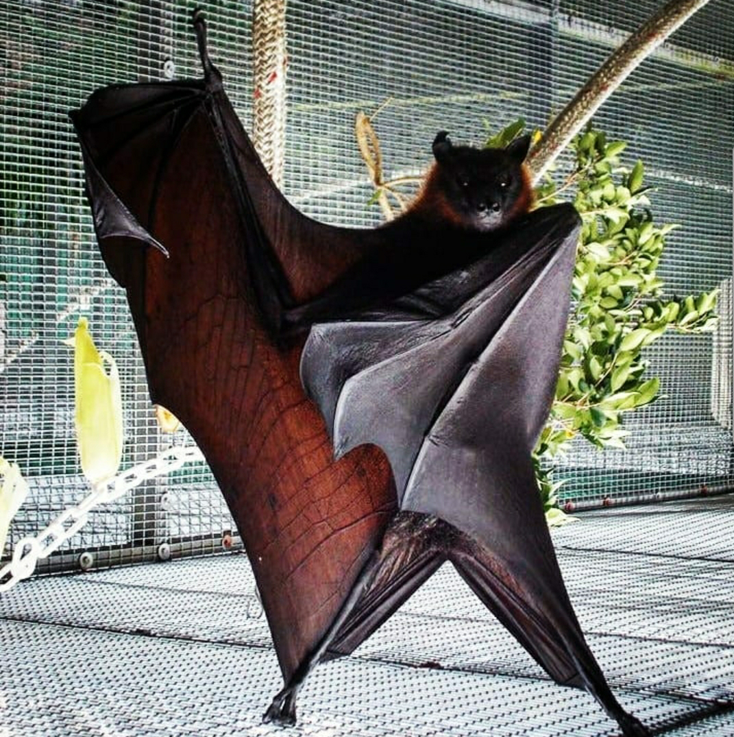 Ручная летучая мышь