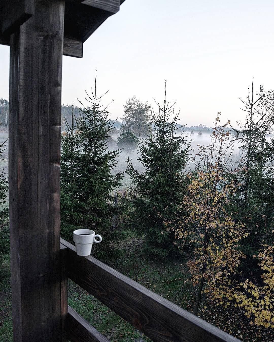 Вид из окна на лес сосны