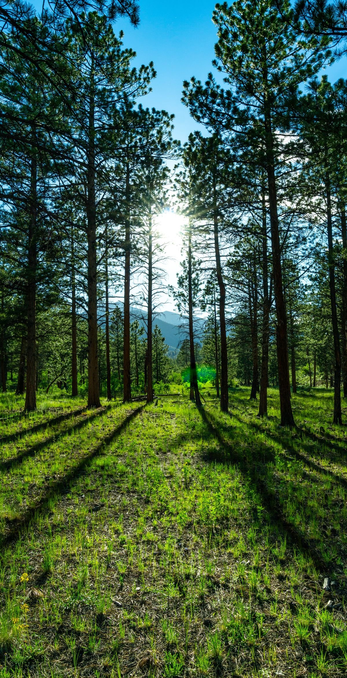 Природа лес речка