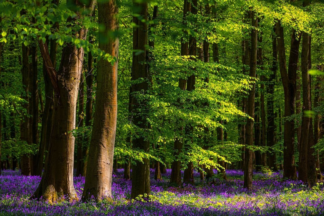 Красивые леса