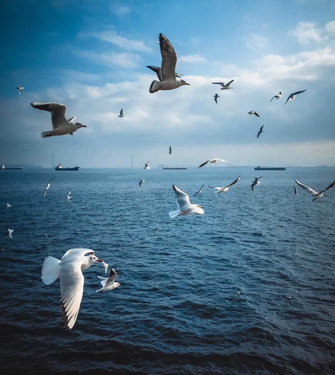 Море, Чайки