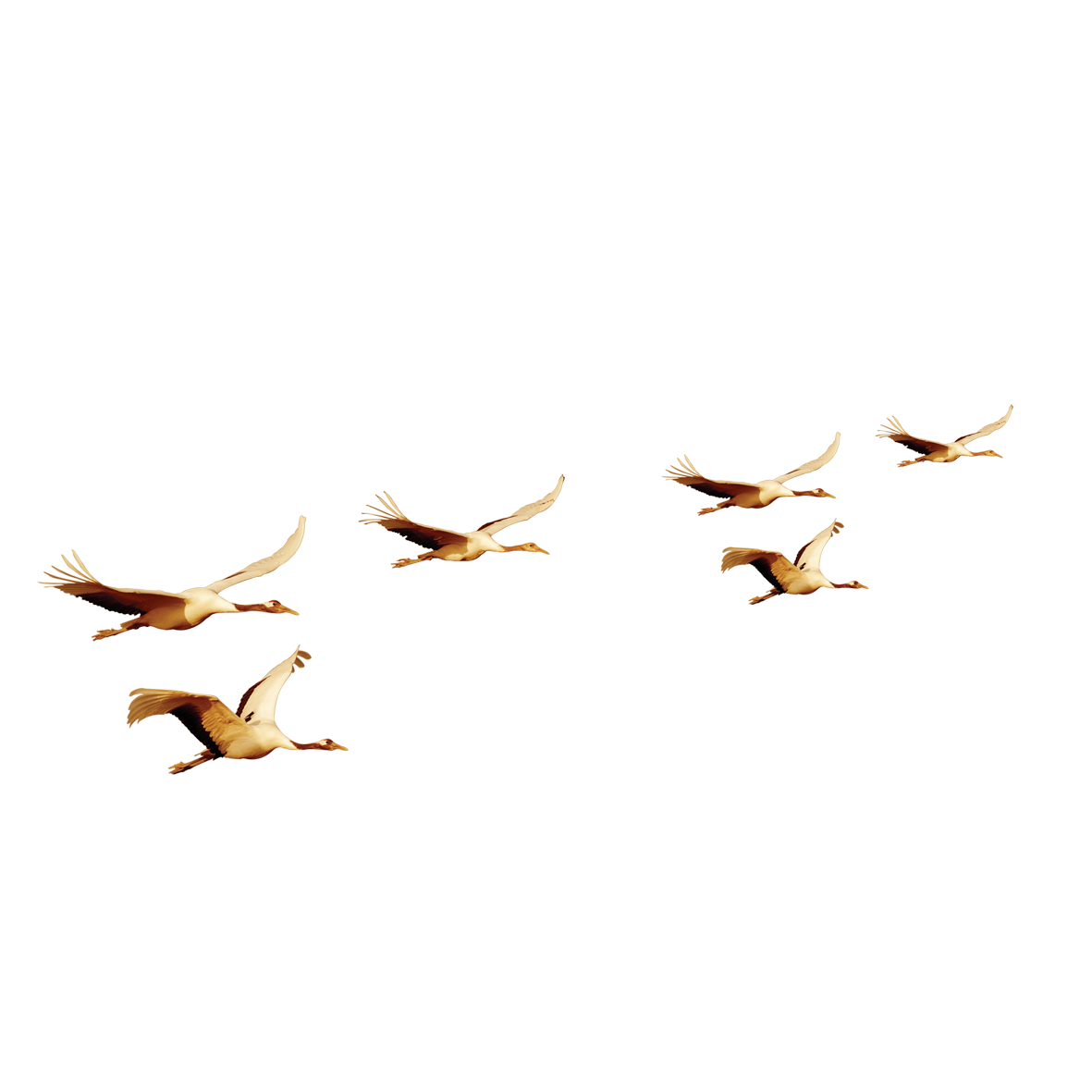 Птицы улетают на прозрачном фоне