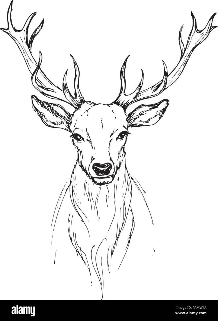 Олень для срисовки