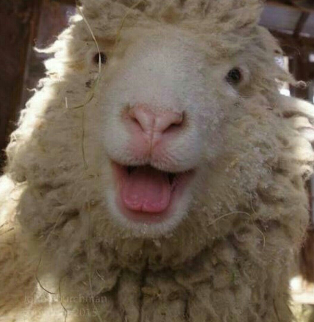 Смешные овечки