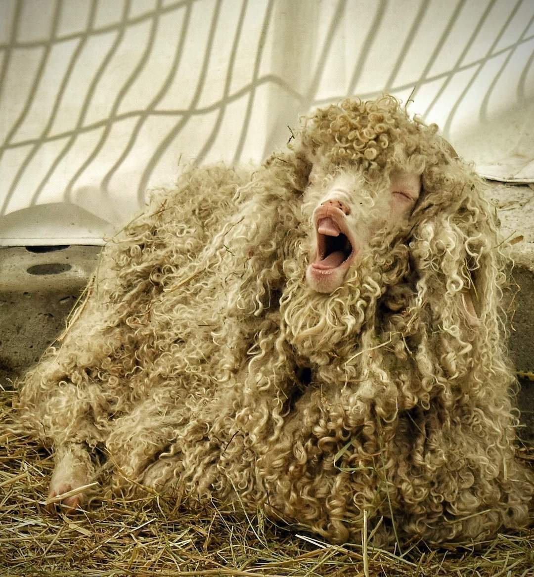 Грустная овца