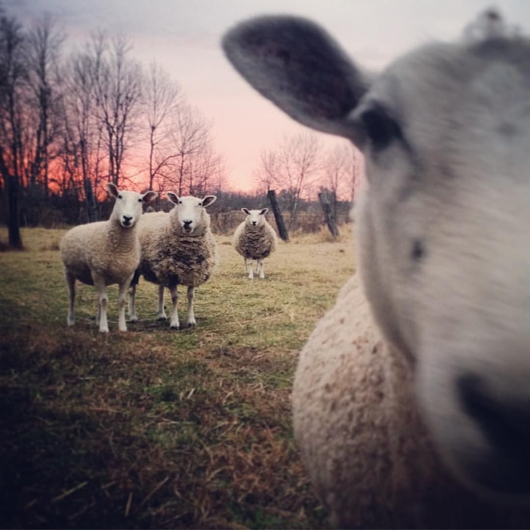 Поделка барашек