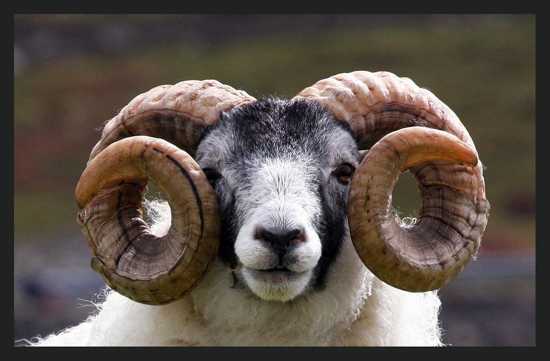 Прикольный барашек