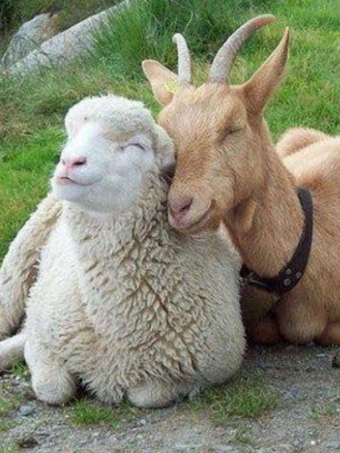 Ангорская тонкорунная коза