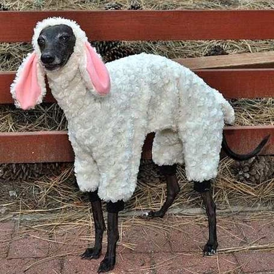 Овца с накрашенными губами