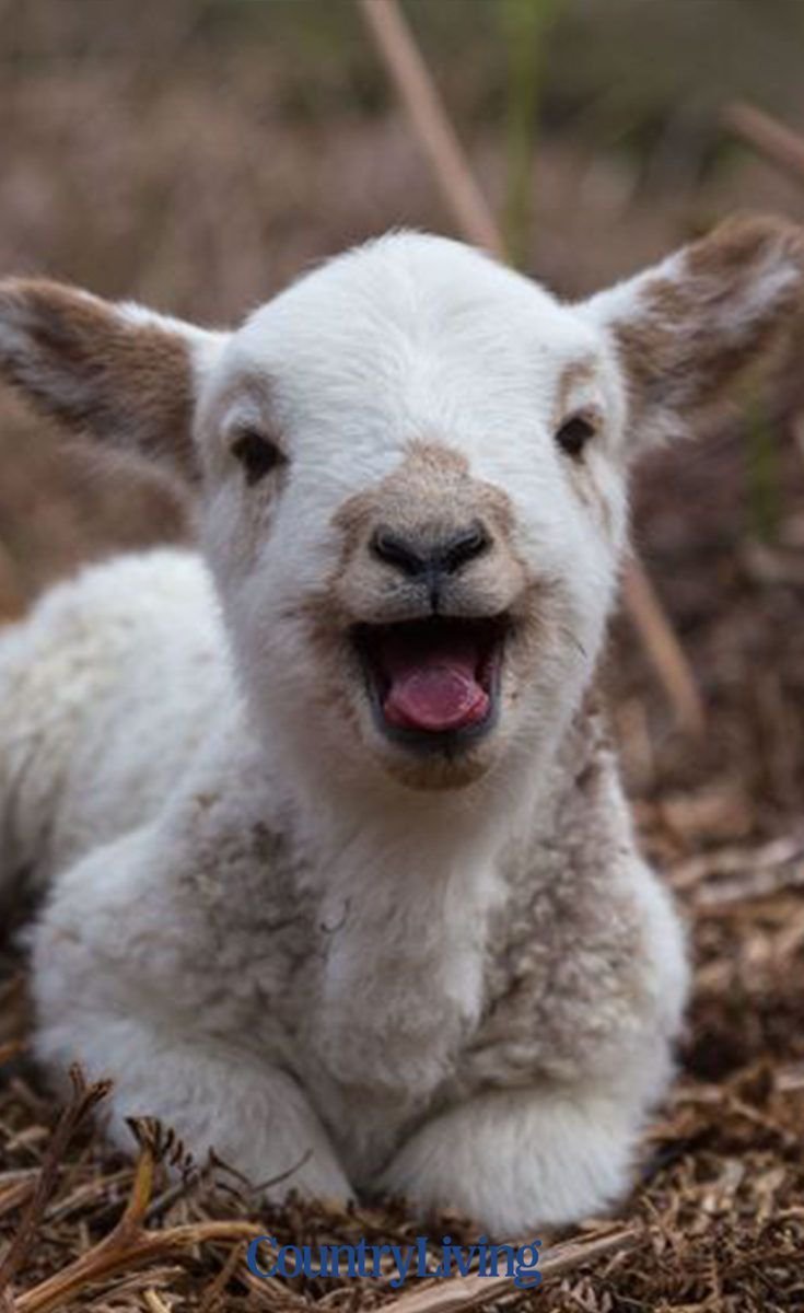 Кудрявая коза