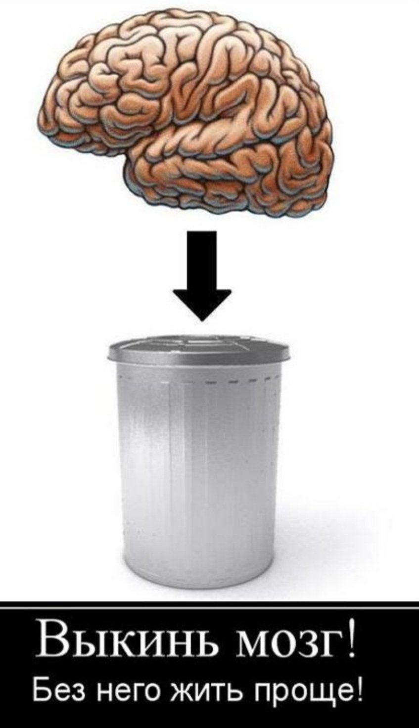 Мозг дельфина и мозг человека