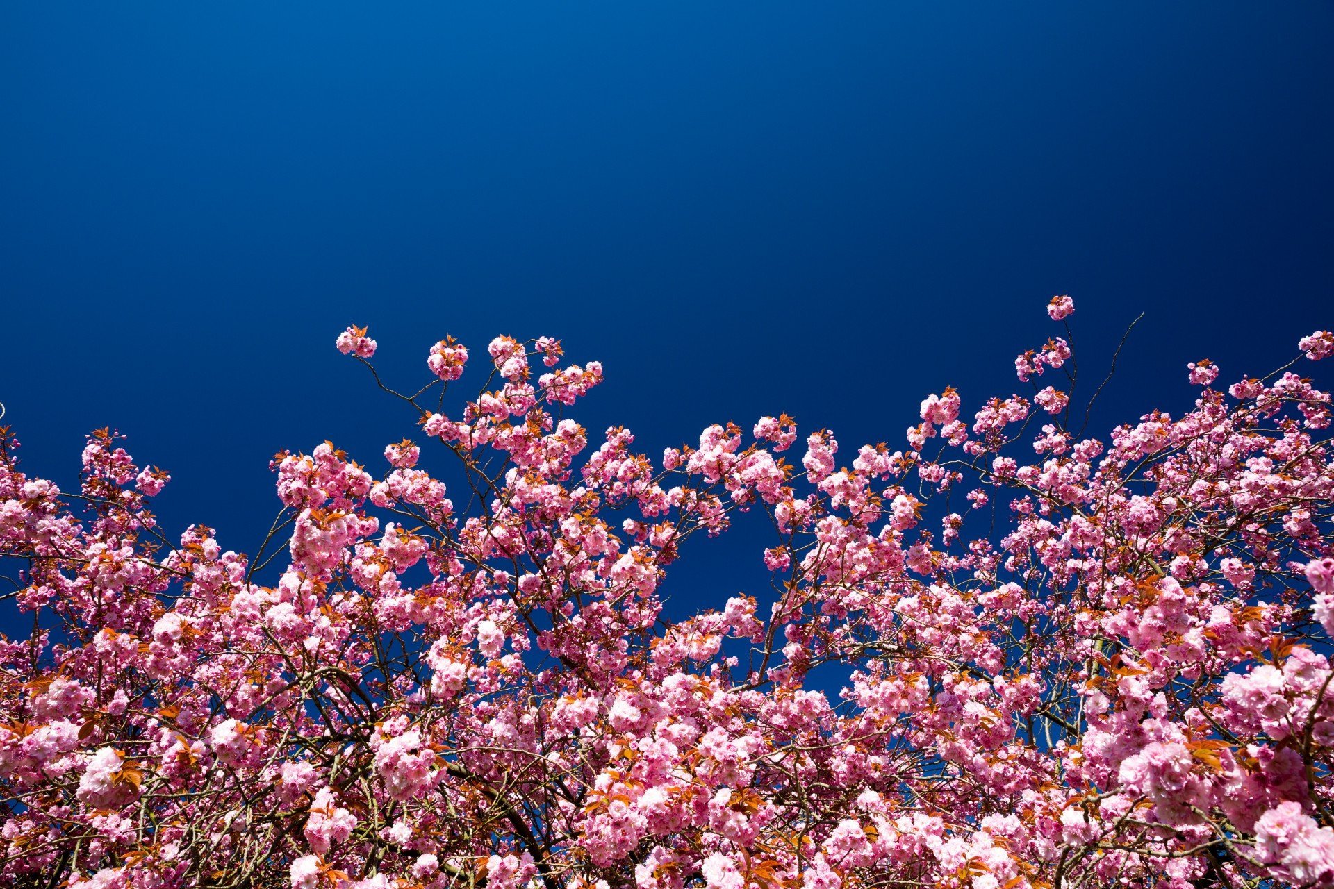 Big blossom. Черри блоссом. Цветущие деревья. Цветение деревьев. Сакура.