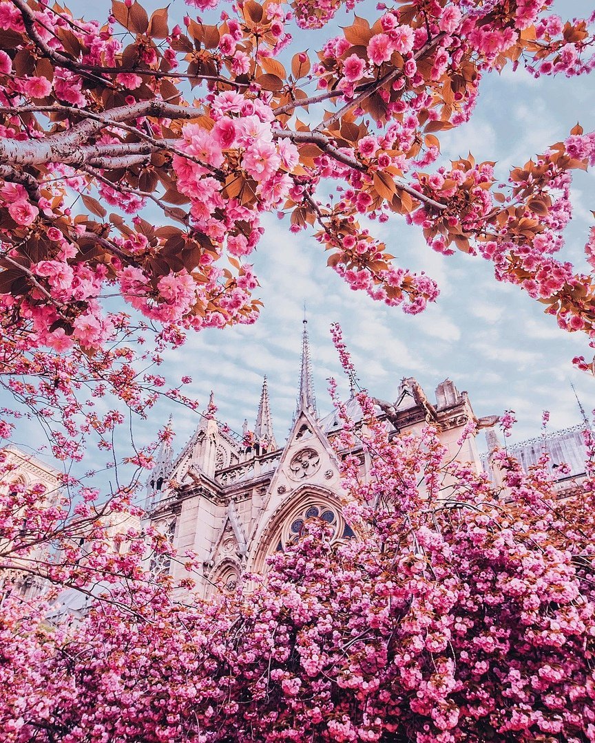 Сакура древовидная