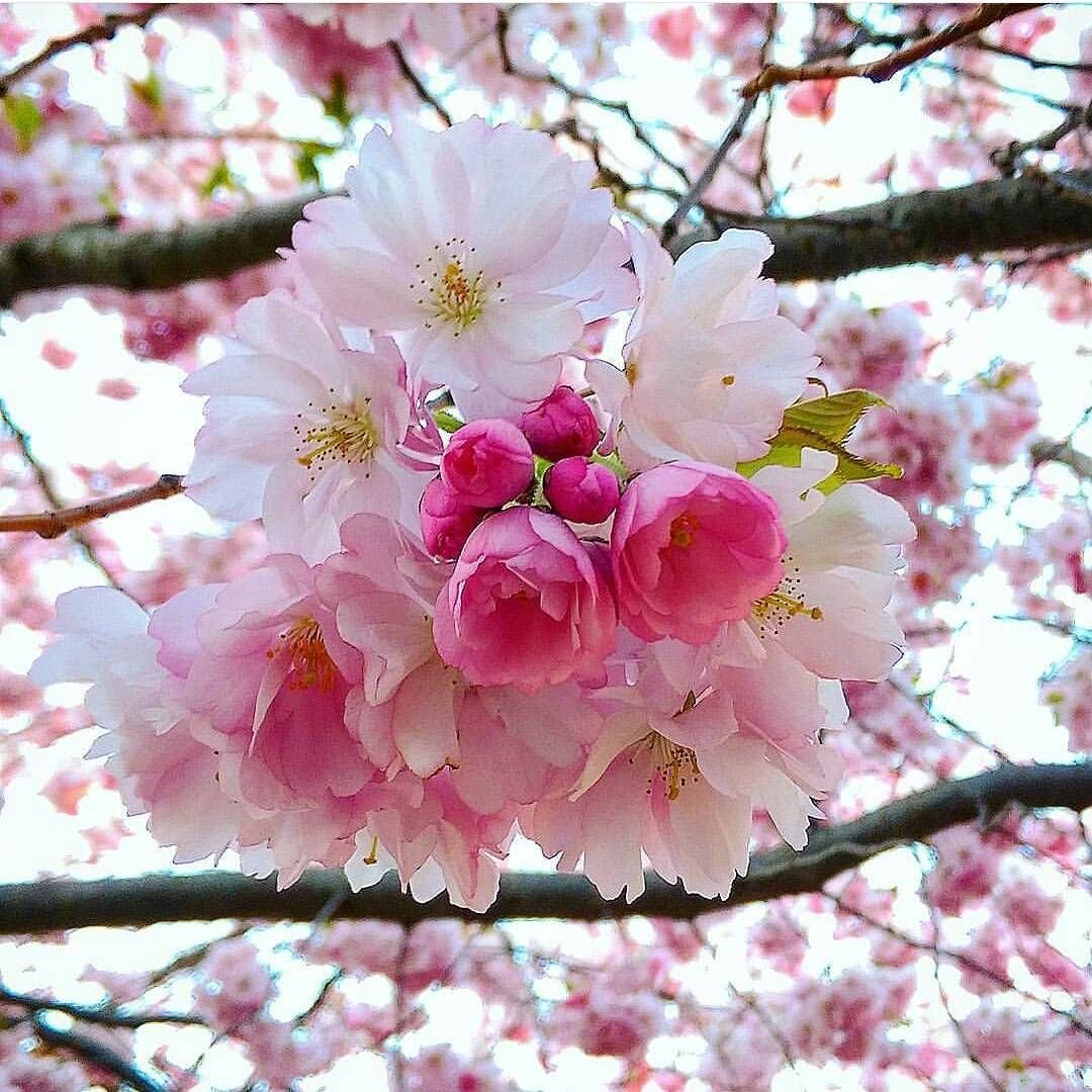 Черешня Майская