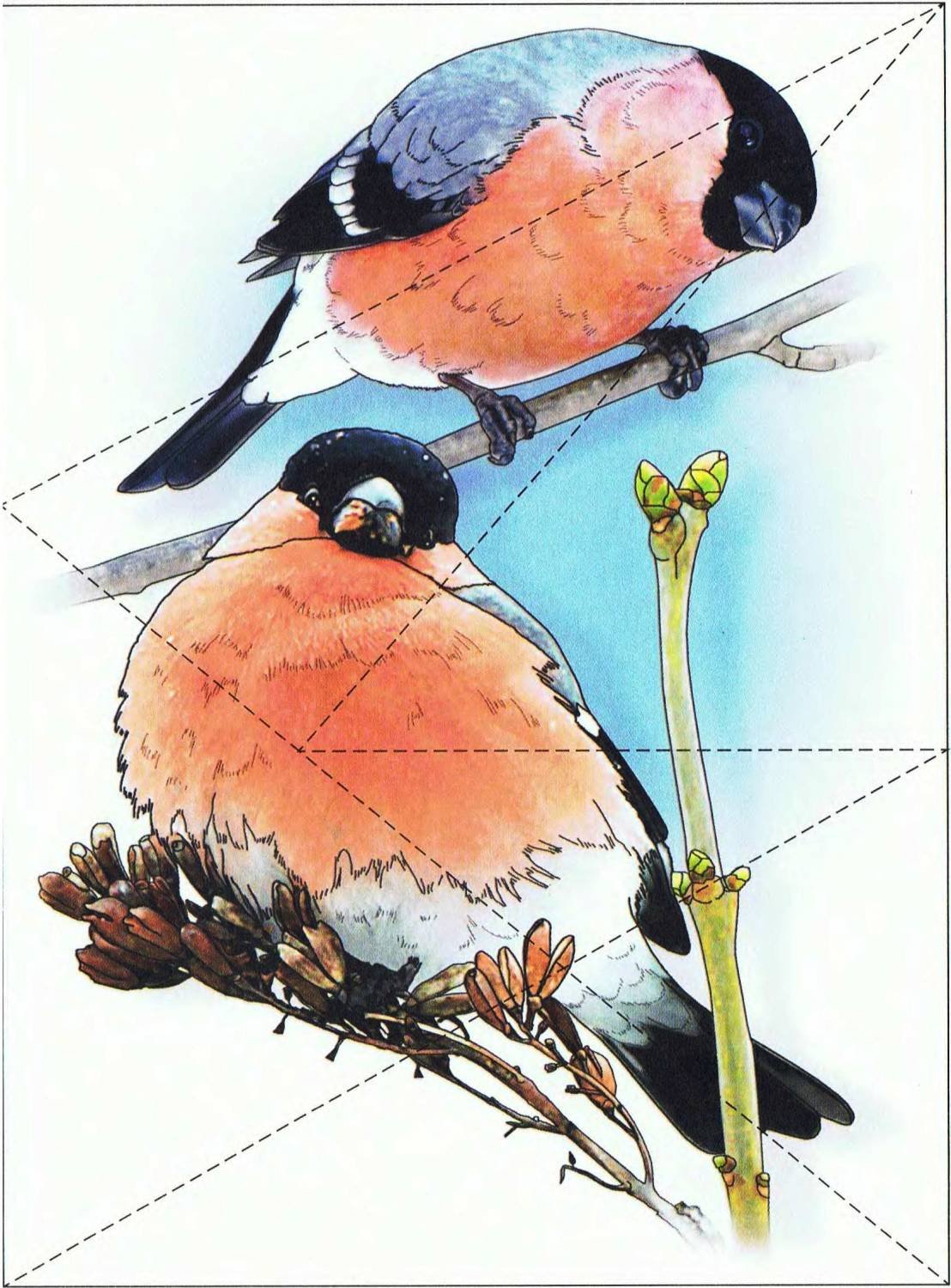 Пазлы зимующие птицы