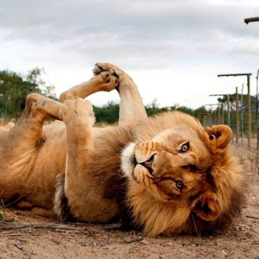 С добрым утром львица