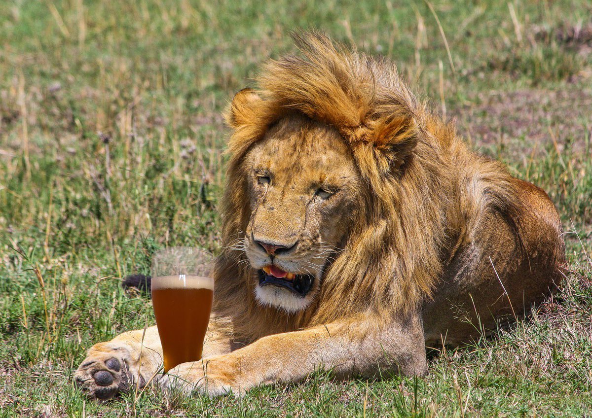 Львенок с гривой