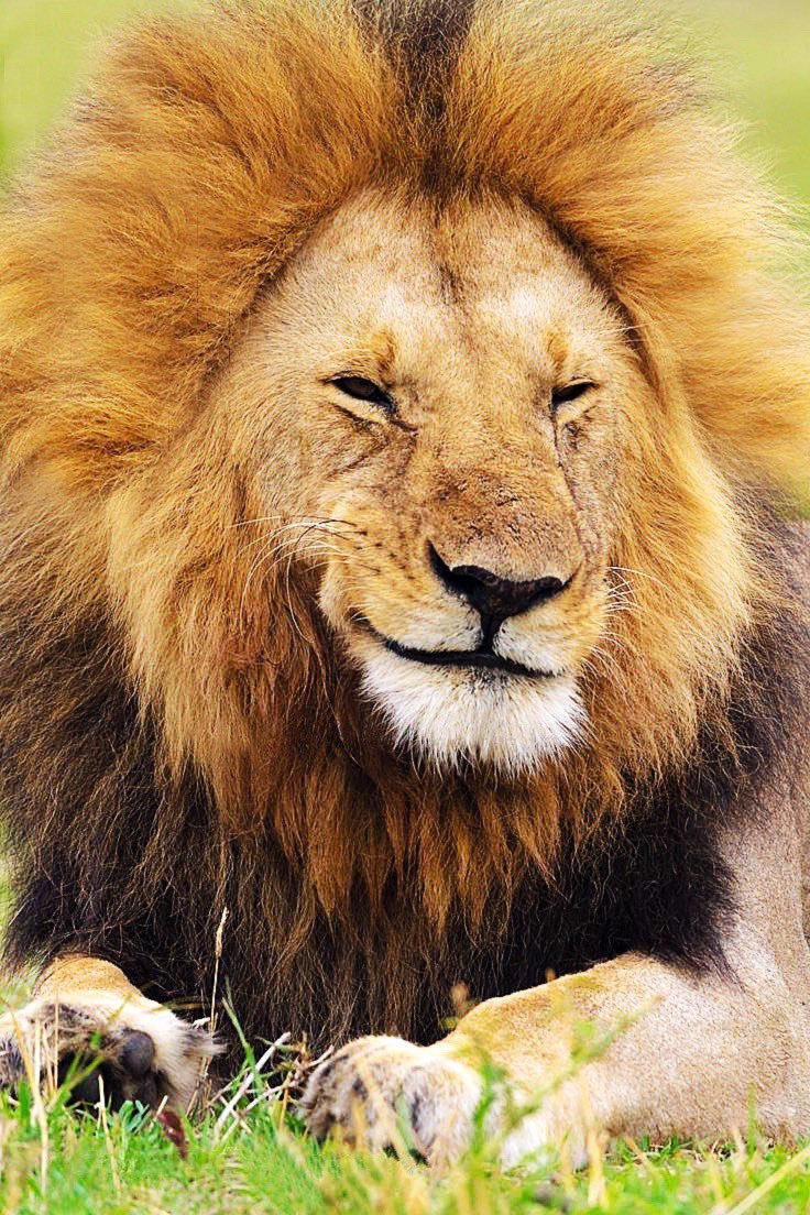 Животные Лев