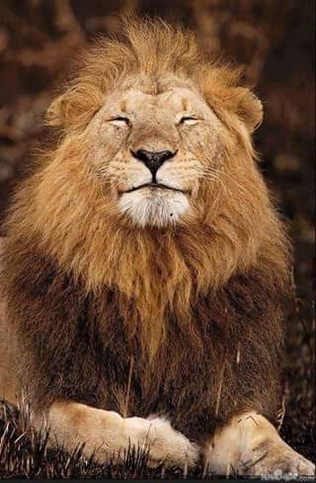 Лев с утра