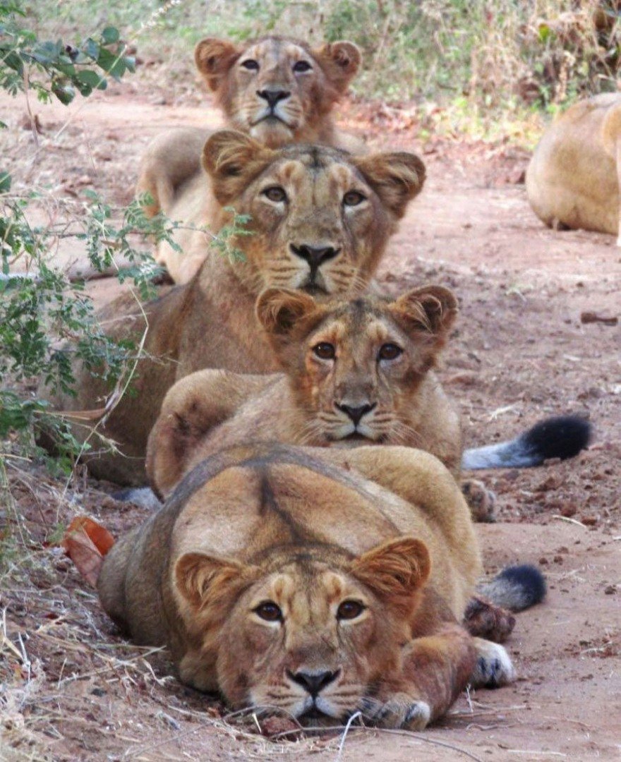 Лев рисунок