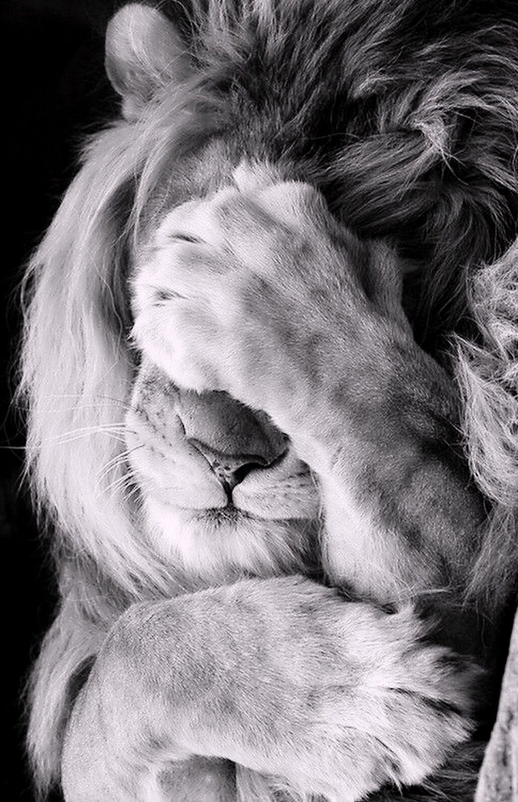 Лев облизывается