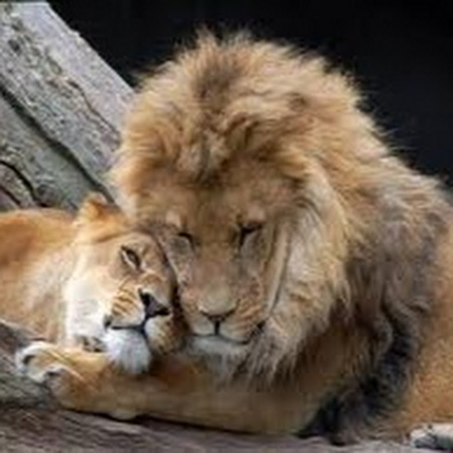 Мотиваторы со львом