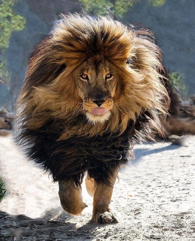 Растрепанный Лев