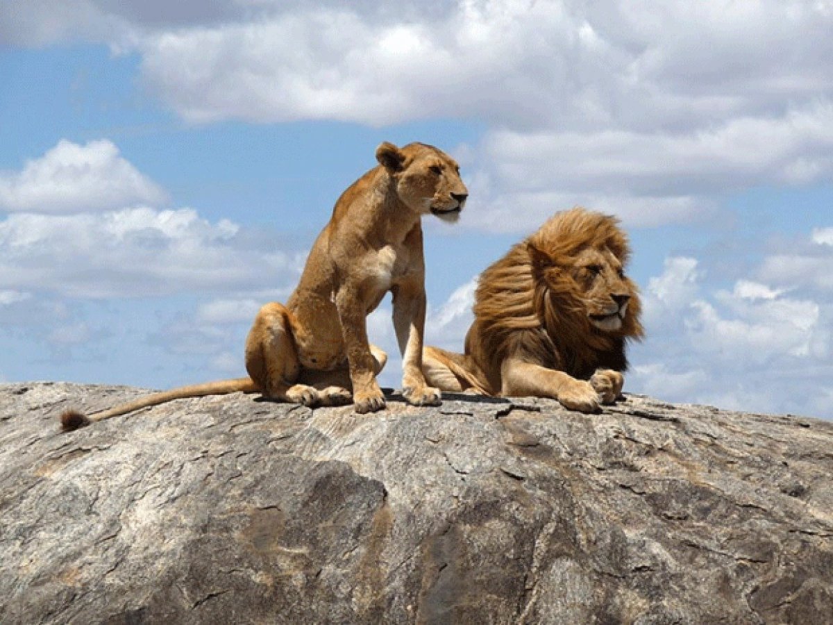 Маленький Львенок