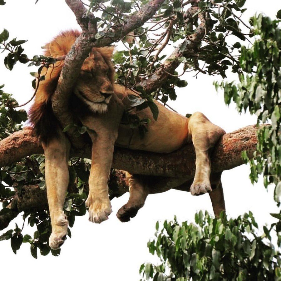 Любовь животных