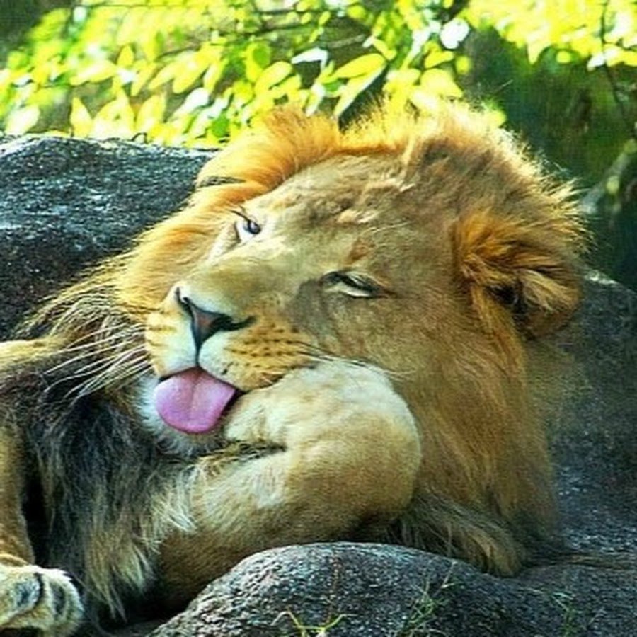 Мосбахский Лев