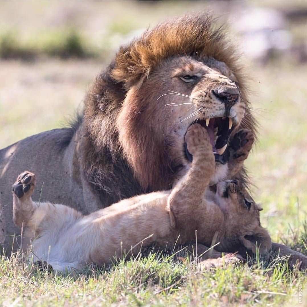 Лев весёлый