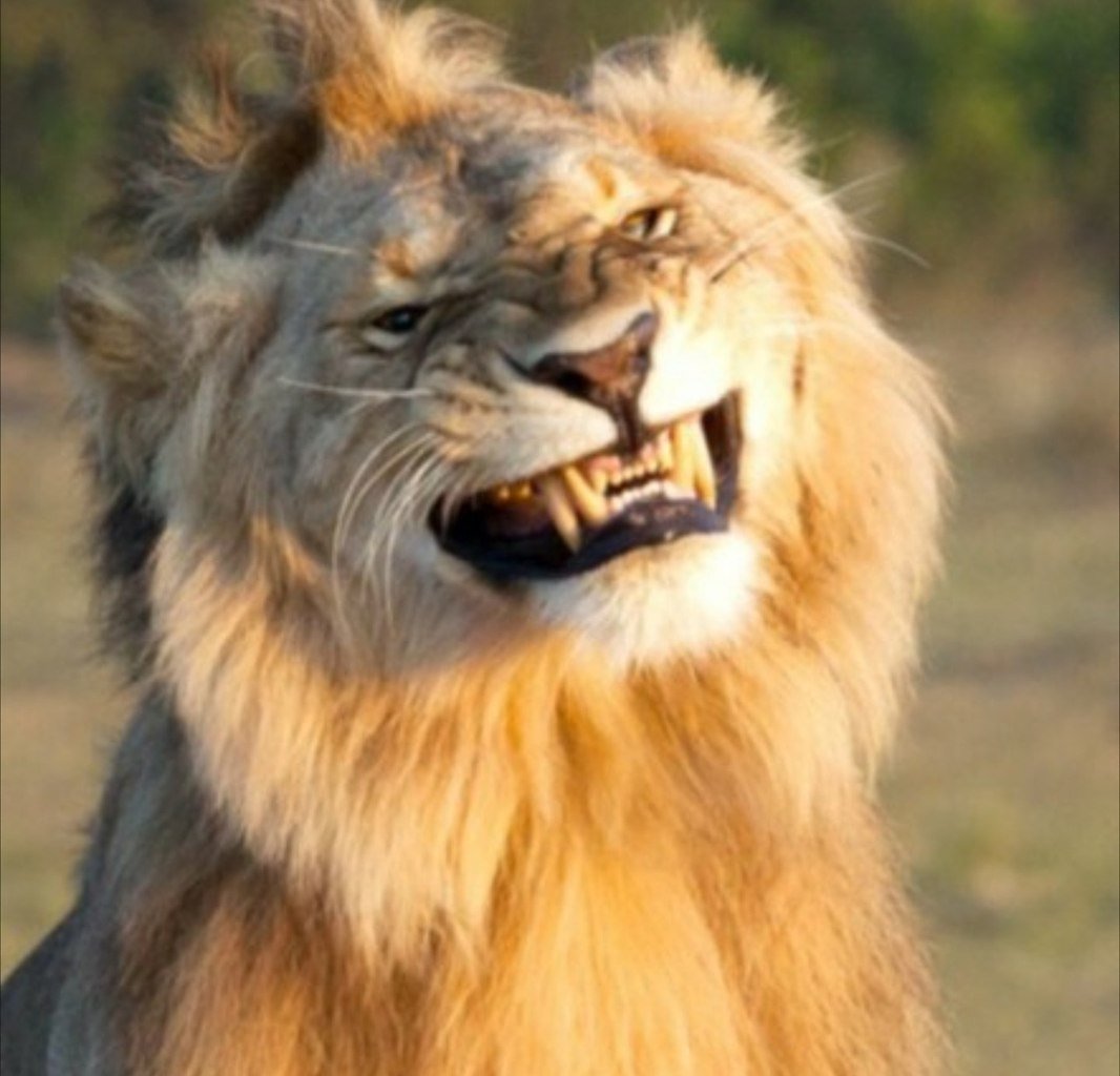 Лев играется