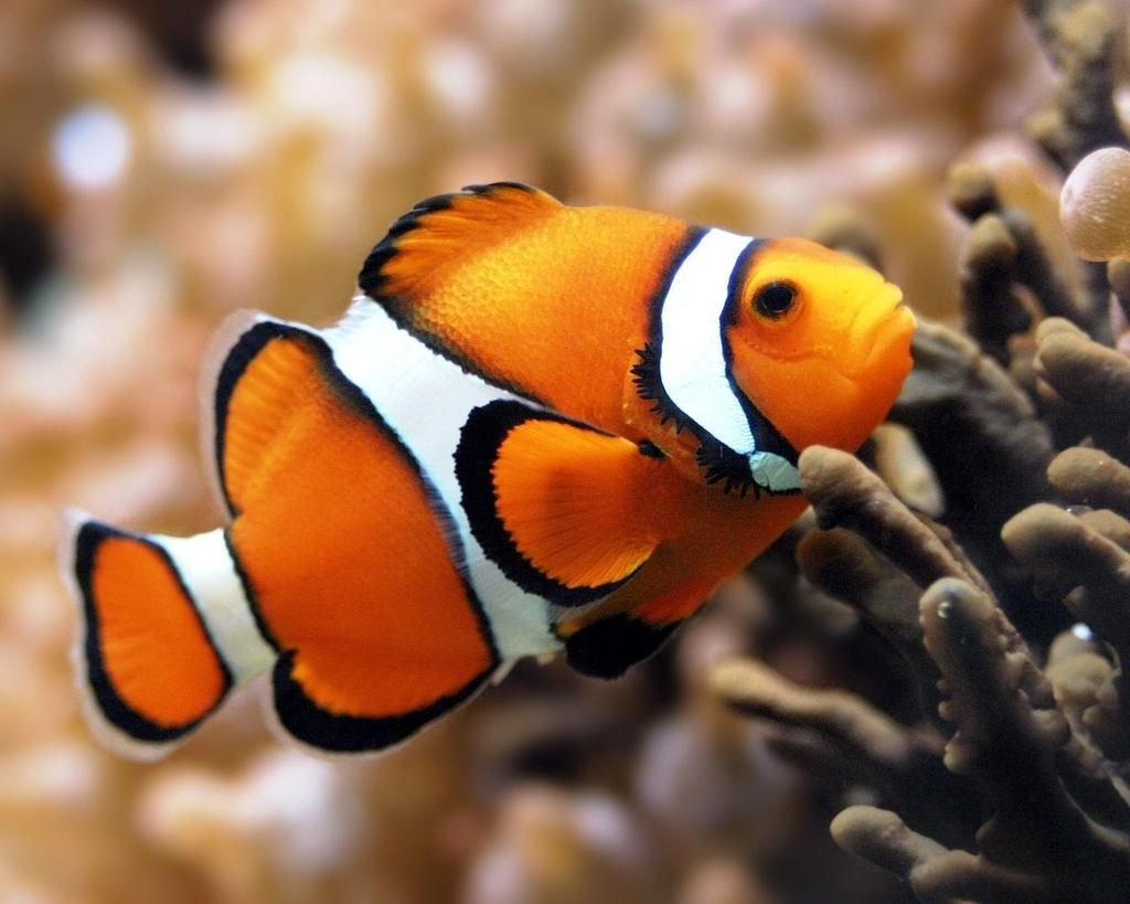 Алан Дюрант "рыба-клоун"