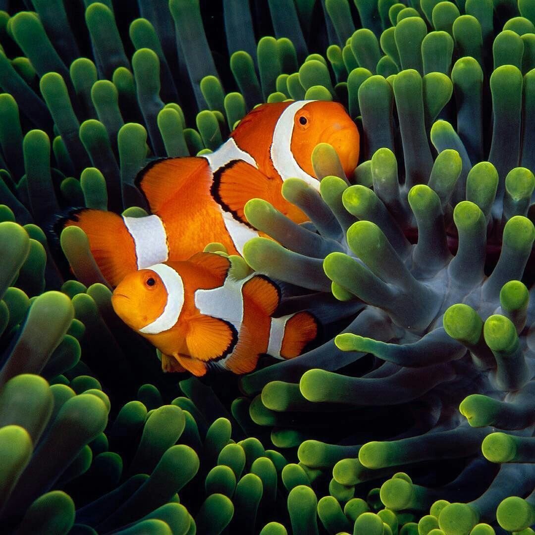 Рыбка клоун арт