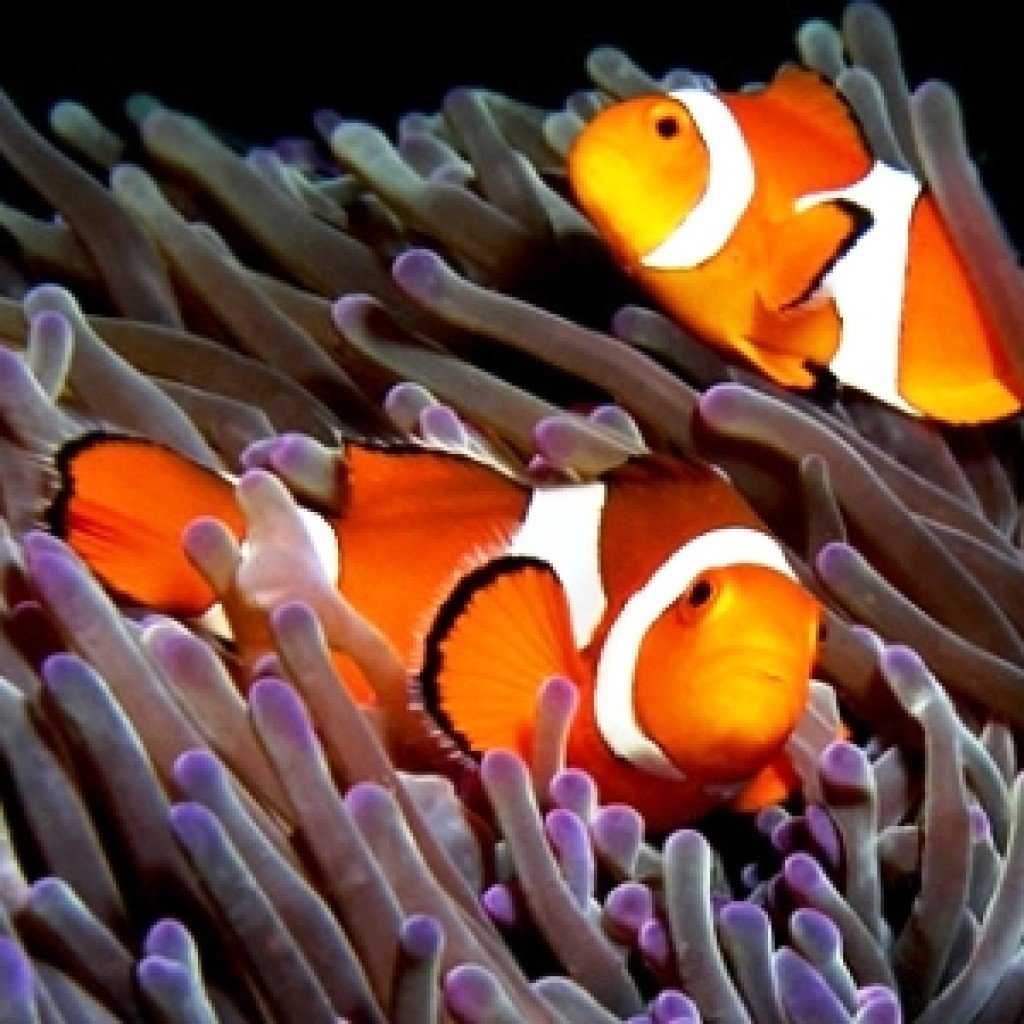 Рыбка клоун для детей