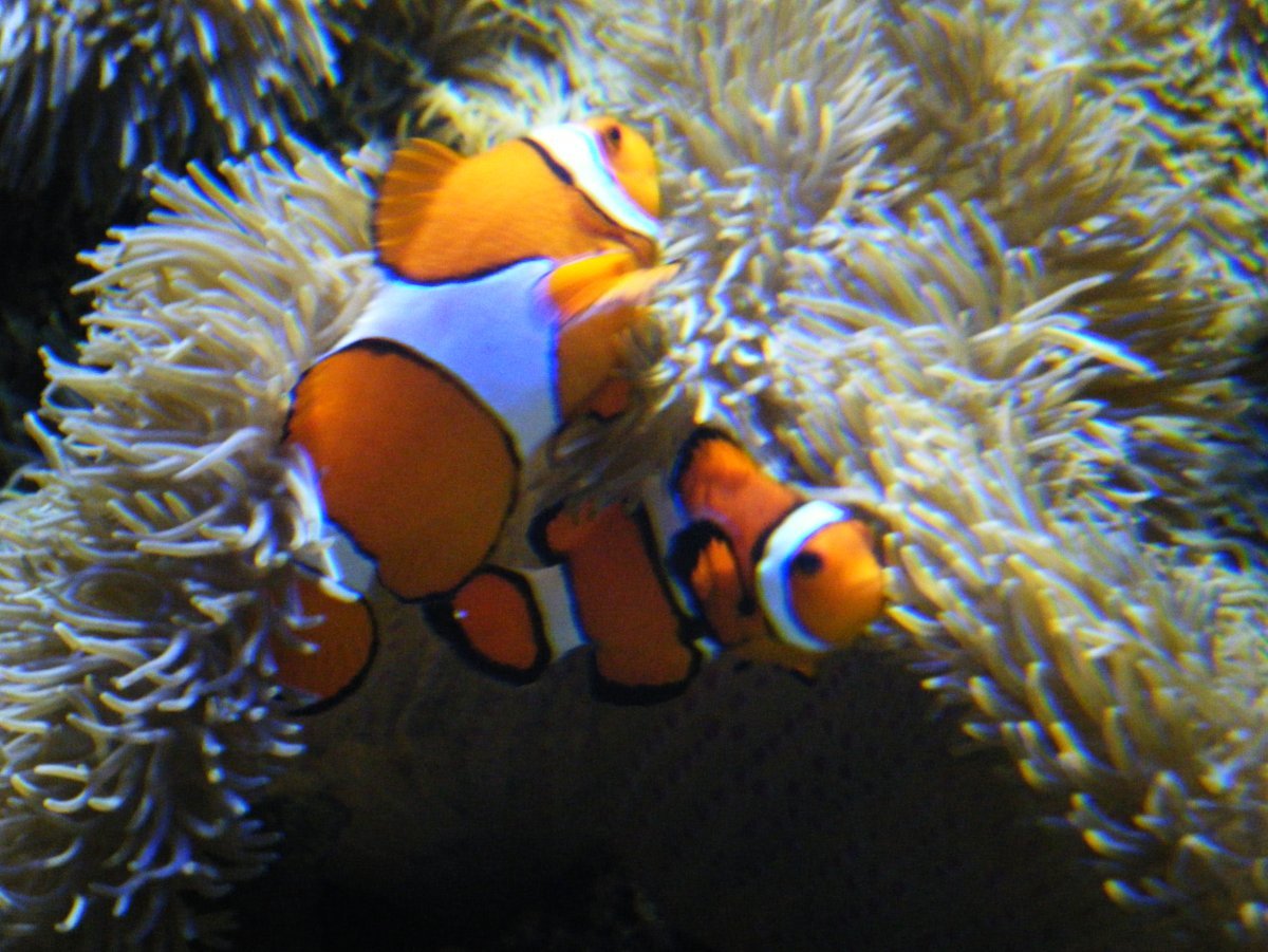 Percula Clownfish
