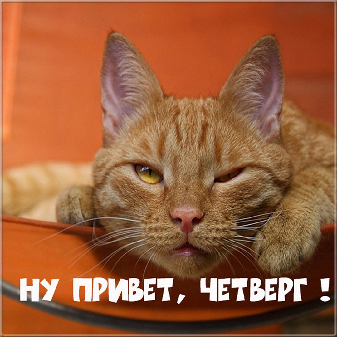 Коты четверг