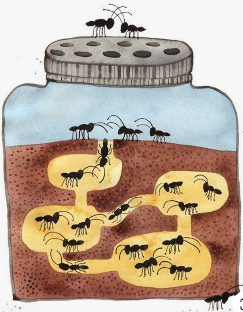 Банка с муравьями