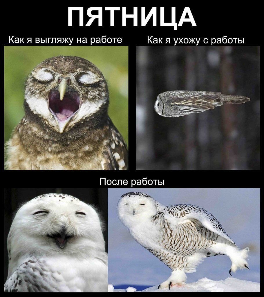 Смешное про пятницу