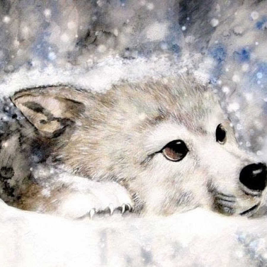 Волчонок на снегу