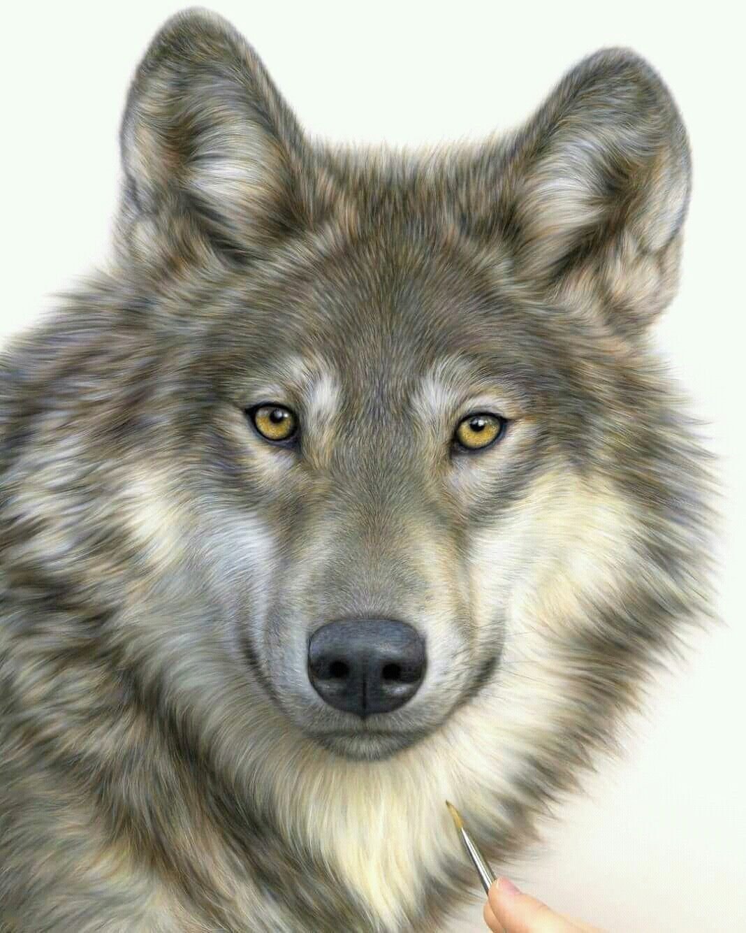 Морда волка рисунок