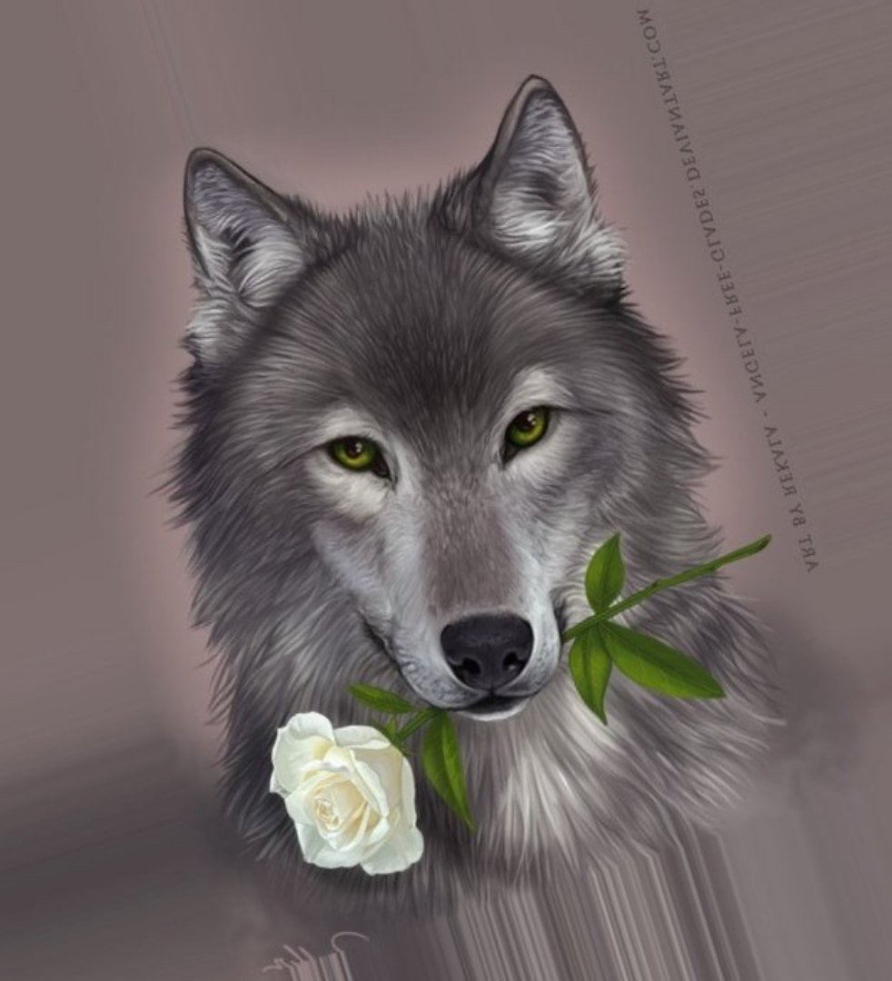 Волк с розой