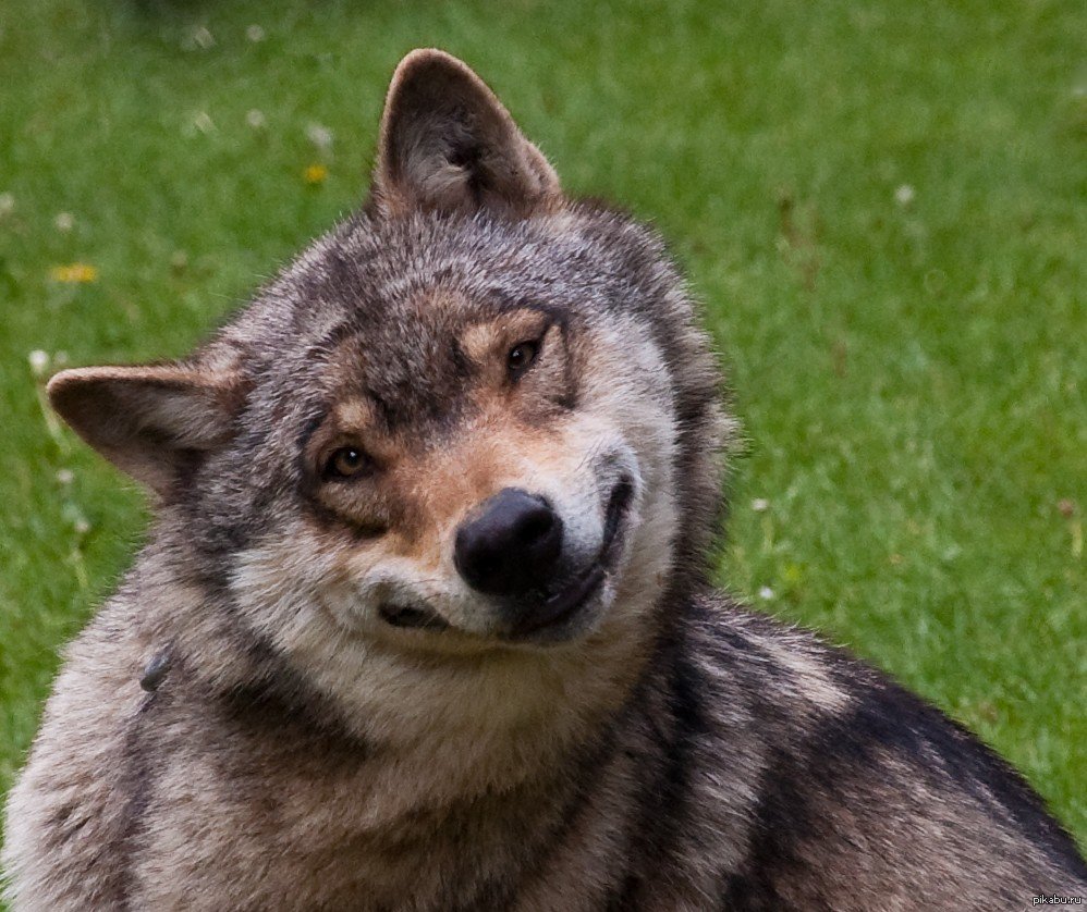 Волк улыбается