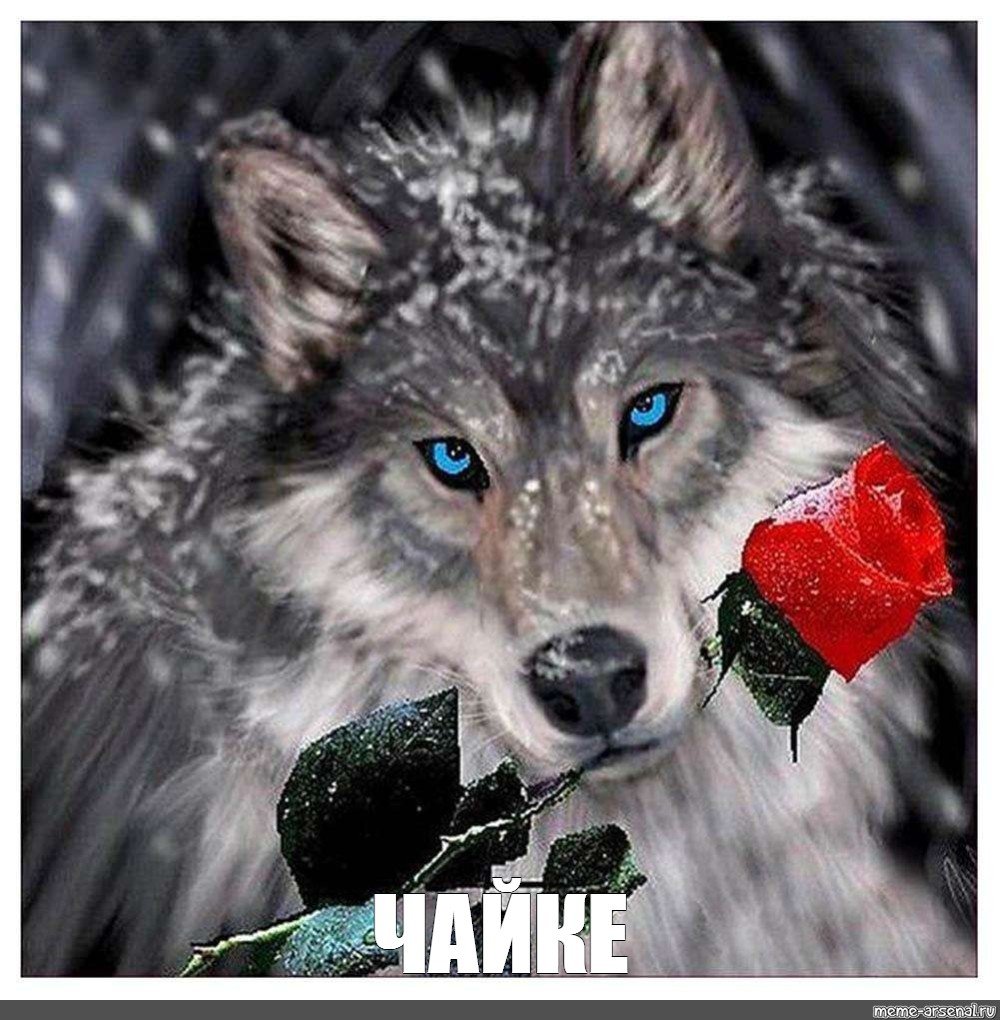 Волк с розой