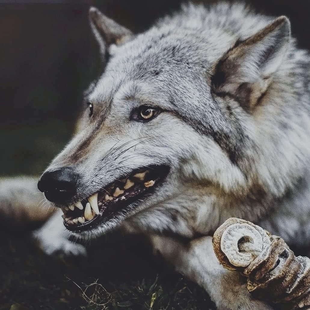 Кавказский волк