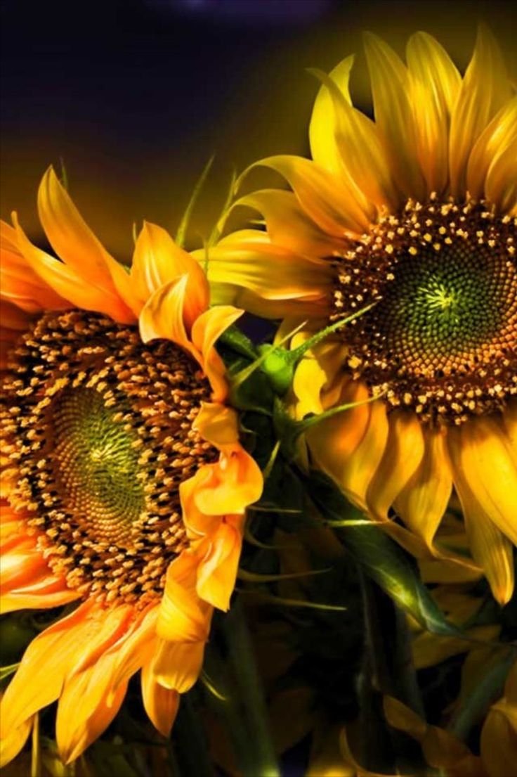 Подсолнухи вертикальное