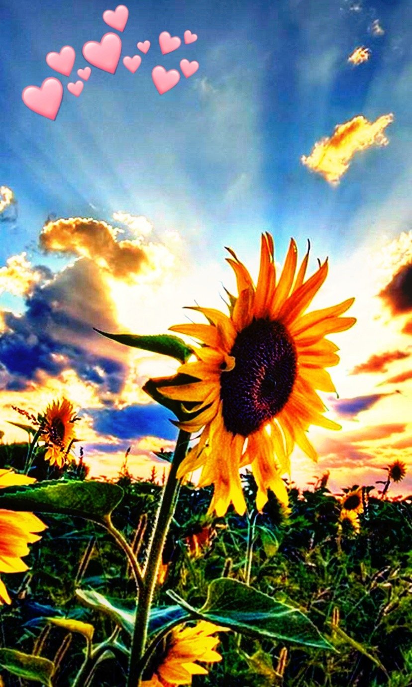 Лето Подсолнухи