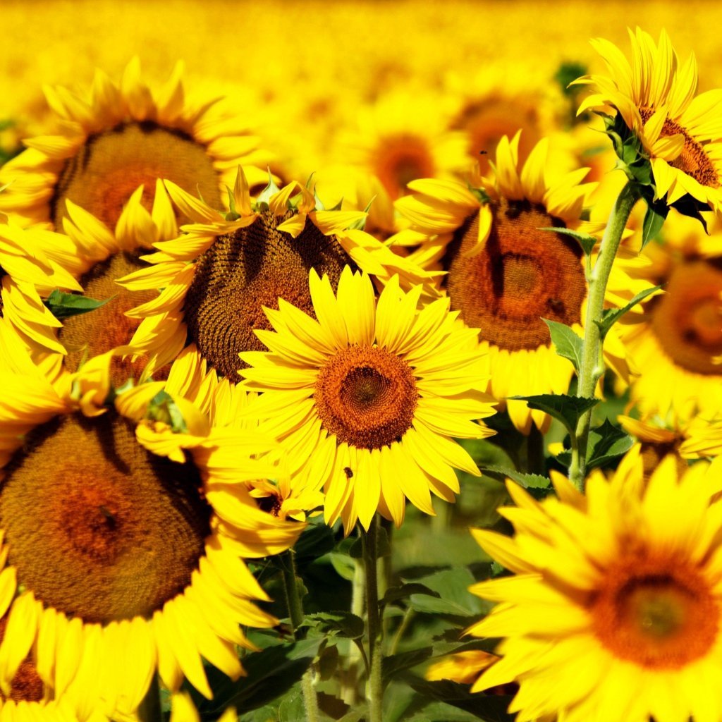 Подсолнухи вертикальное
